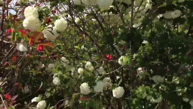 Pianta con fiori a forma di palla смотреть онлайн