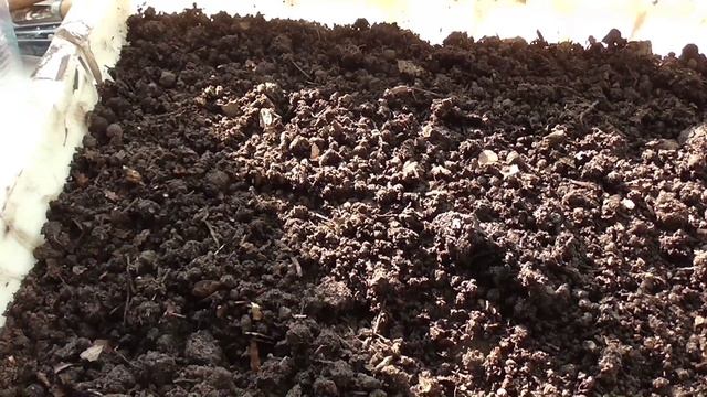 Пикирую клубнику из семян смотреть онлайн