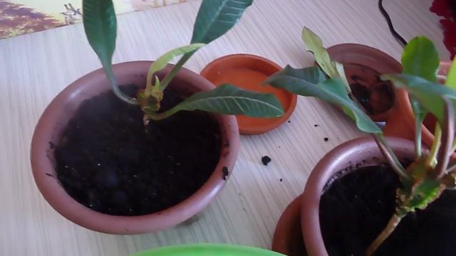 МОЛОЧАЙ ПОДАРОК ,ПОСАДКА, смотреть онлайн