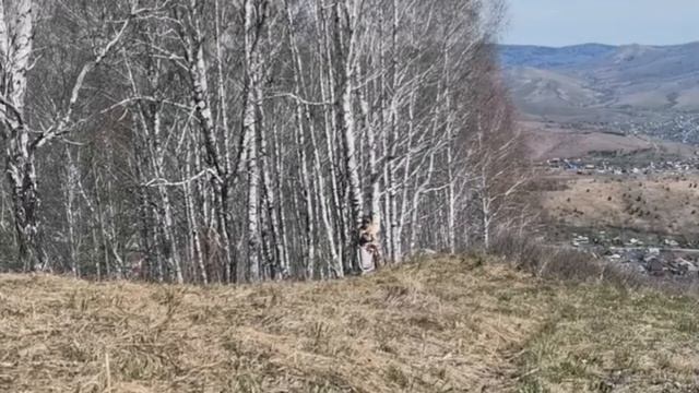 Айсулу Теренгина. кожоҥ смотреть онлайн