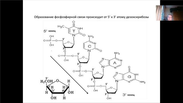 Лекция 2. Клеточный цикл.