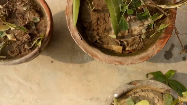 Wandering jew plant growing and care n propogation tips in urdu смотреть онлайн