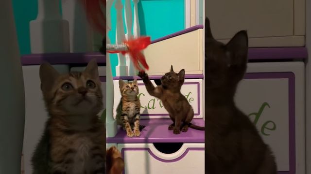 Абиссинские, Бенгальские и бурманские котята #рекомендации #котята #абиссинская #бенгал #бурма #cat смотреть онлайн
