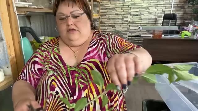 черенкование метельчатой гортензии Ванилла Фрайз смотреть онлайн