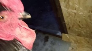 Сколько весит Джерсийский гигант?!