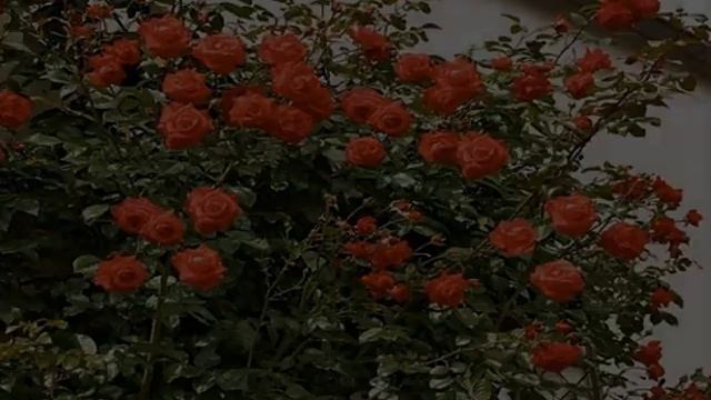 Роза Салита (Salita) — характеристики и особенности куста смотреть онлайн