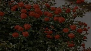 Роза Салита (Salita) — характеристики и особенности куста