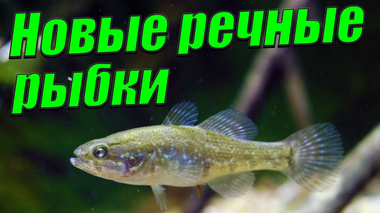 Новые речные рыбки в аквариуме. Запустил карася, ротана и щиповок в аквариум. смотреть онлайн