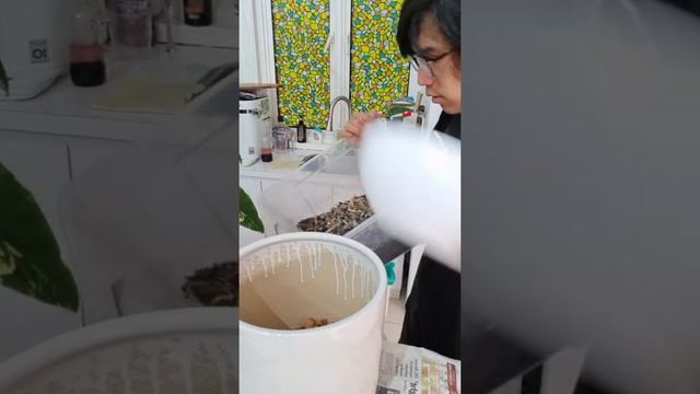 REPOT MY SYNGONIUM AUREA