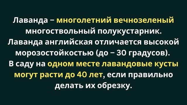 7 растений, которые отпугивают комаров - для огорода и дома смотреть онлайн