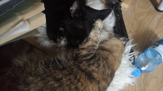 Киска вылизывает котика смотреть онлайн