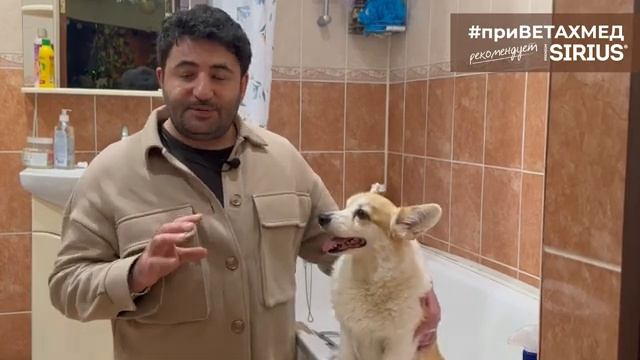 Борьба с паразитами у собак // #ПриВЕТАхмед смотреть онлайн