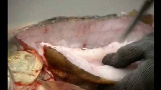 Ахтуба-разделка судака на филе смотреть онлайн