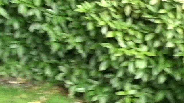 Путевые заметки.Амстердам,июнь 2012:Зоопарк Artis 3/3 смотреть онлайн