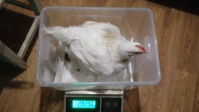 Вес бройлеров в 38 дней. смотреть онлайн