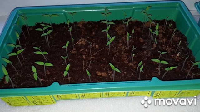 Сеем высокорослые томаты в кокосовый субстрат?Пикировка? смотреть онлайн