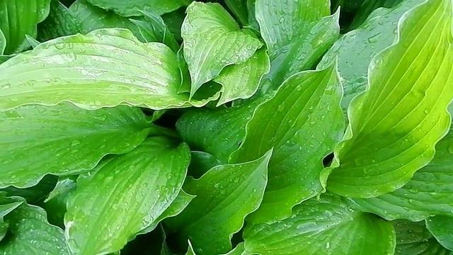 Футаж Капли Воды на Зеленых Листьях. Капли на Листьях. Футажи для видеомонтажа. Видеофутажи смотреть онлайн