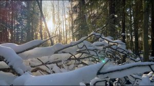 #79. Конопатим сруб. Окунаемся в прорубь. Подводим итоги розыгрыша. [Жизнь на своей земле]
