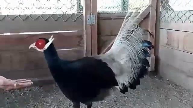 КОРИЧНЕВЫЙ УШАСТЫЙ ФАЗАН, CROSSOPTILON MANTCHURICUM, смотреть онлайн