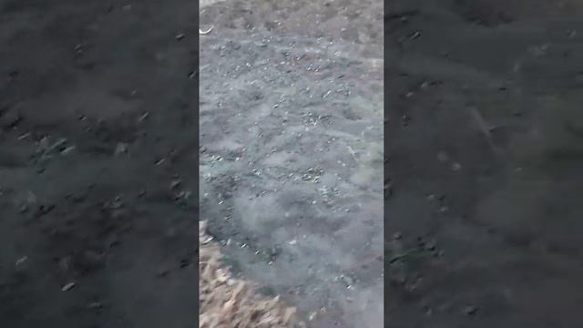 Супер урожай арахиса на обычном огороде смотреть онлайн