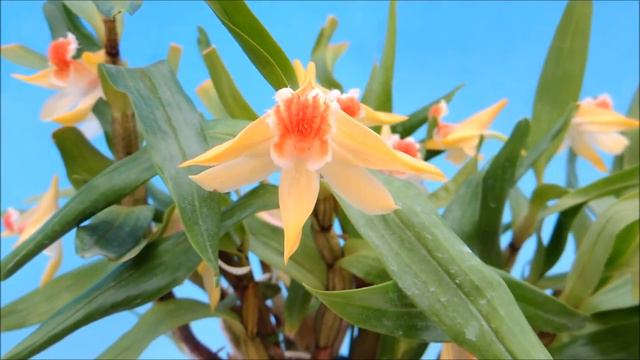 Dendrobium schrautii (orchid) смотреть онлайн