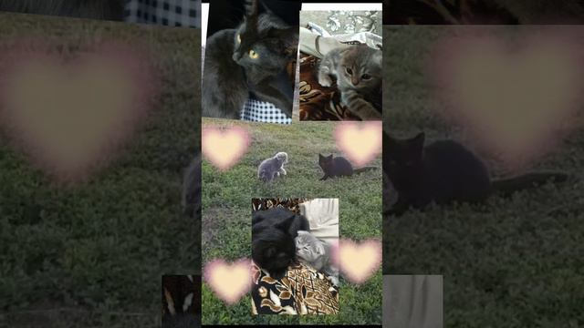 наши котики играют❤ смотреть онлайн