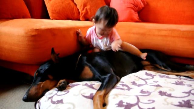 Sleeping Doberman and 16 months bady смотреть онлайн