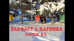 Начало зимовки, Бакфаст & Карника  матки И О