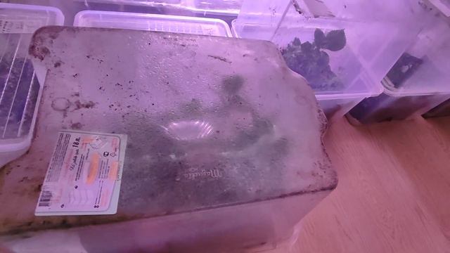 Подкормка черенков крупнолистной на ранней стадии в зимний период🌺26.11.2023