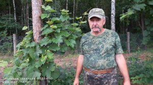 Виноград Маршал Фош