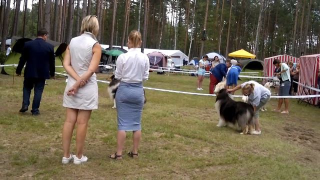 CACIB-18 колли кобели сравнение на R.CACIB смотреть онлайн