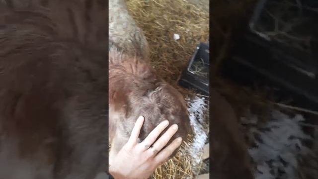 #shorts#барашки#курдюк#породаэдельбай#shorts смотреть онлайн