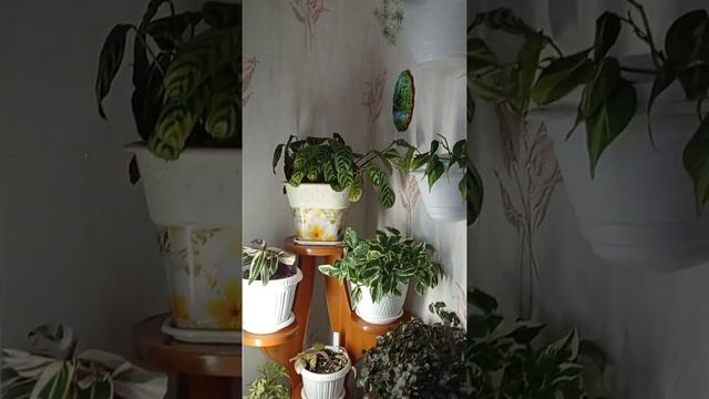 Цветочная комната смотреть онлайн