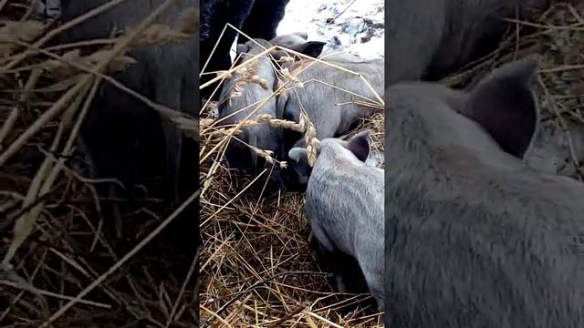 Венгерская Мангалица в Веневском районе, деревня Большие Заломы смотреть онлайн