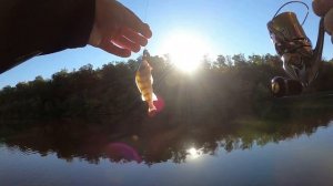 Как стальной поводок влияет на клев окуня. Эксперимент.