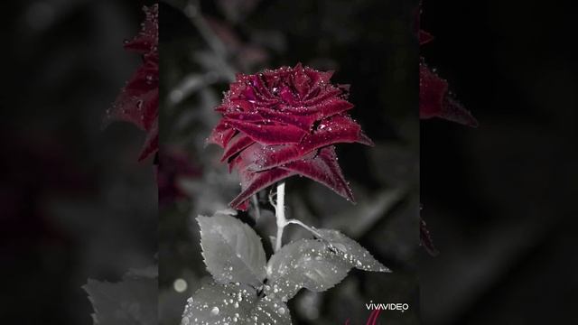 Смятение. А.Меунаргия. А Ахматова- Д.Тухманов. ? نور - انت حب смотреть онлайн