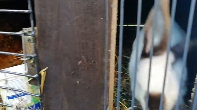 Белый пушистый зверек в подарок казнокрадам