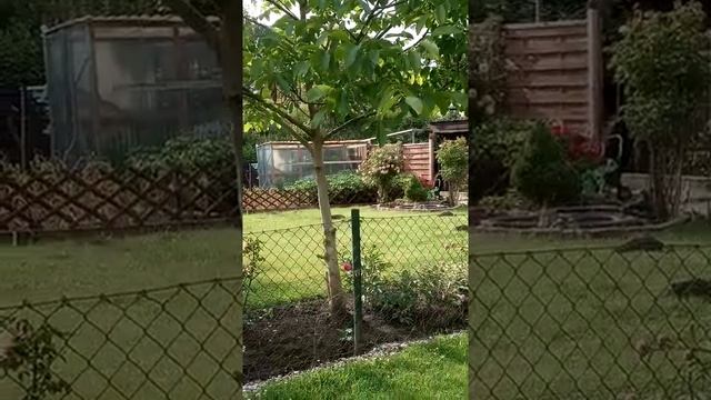 Водяные лилии 2020г ( кувшинки) смотреть онлайн