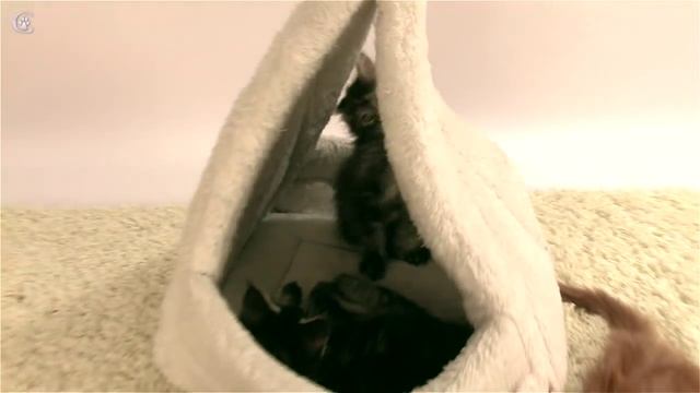 Котята мейн кун в 2 месяца питомник Grey Claw`s Www.coonplanet.ru