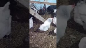 Осушитель подстилки в курятнике. Эффективность.