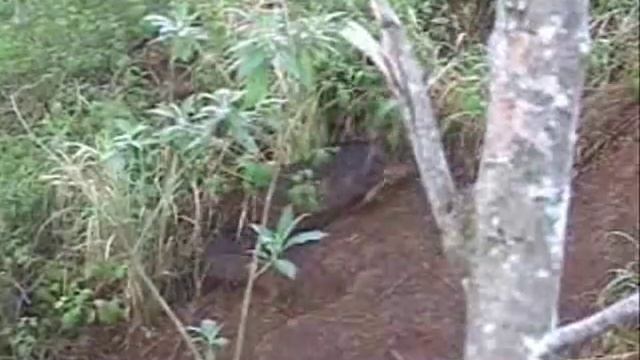 Man shoots wild boar hog with slingshot sling bow смотреть онлайн