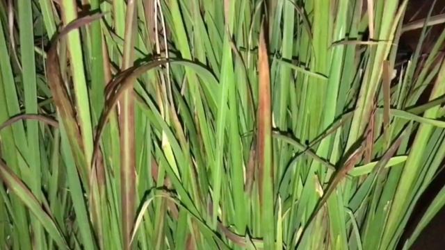 #релакс #басейн #будькаквода #redling Музыка для медитации Релаксация у бассейна Отель Redling !! смотреть онлайн