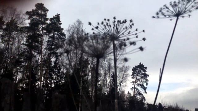 Урок фотографии для начинающих – практическая фотосъёмка в лесу смотреть онлайн