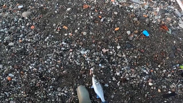 Sabah Suyu Levrek avı |LRF Su Üstü Levrek Avı| #fishing #seabass #lrfavı | смотреть онлайн