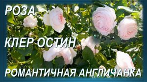 РОЗА КЛЕР ОСТИН. Уникальная романтичная англичанка
