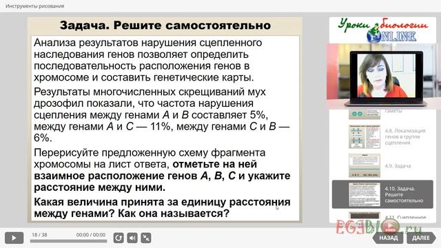 Сцепленное наследование. Закон Моргана. Видеоуроки биологии на egebio.ru смотреть онлайн