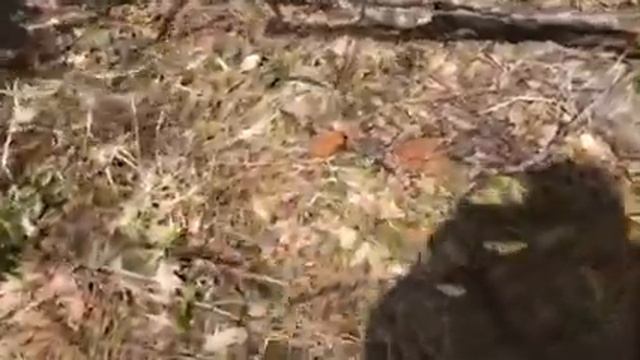 Строчки в Подмосковье, Петелино смотреть онлайн