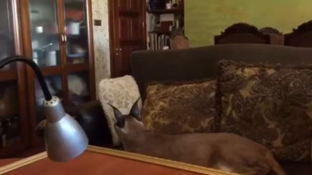 Каракал Рикси скучает... смотреть онлайн