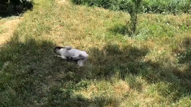 Большая летняя прогулка с французскими бульдогами и Лириком