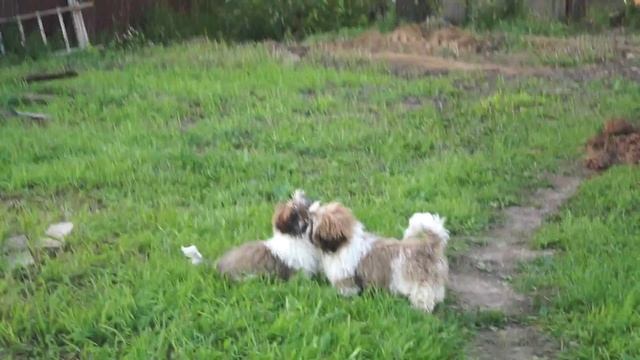 Щенки ши тцу 5 месяцев смотреть онлайн